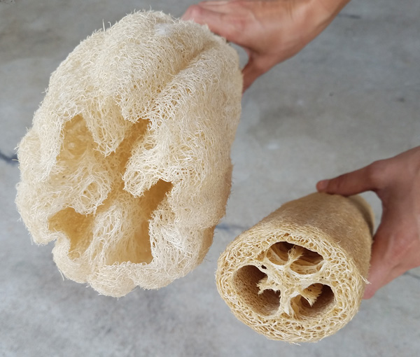 Loofah Luffa aegyptaica vs. Luffa acutangula