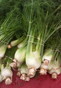 Fennel