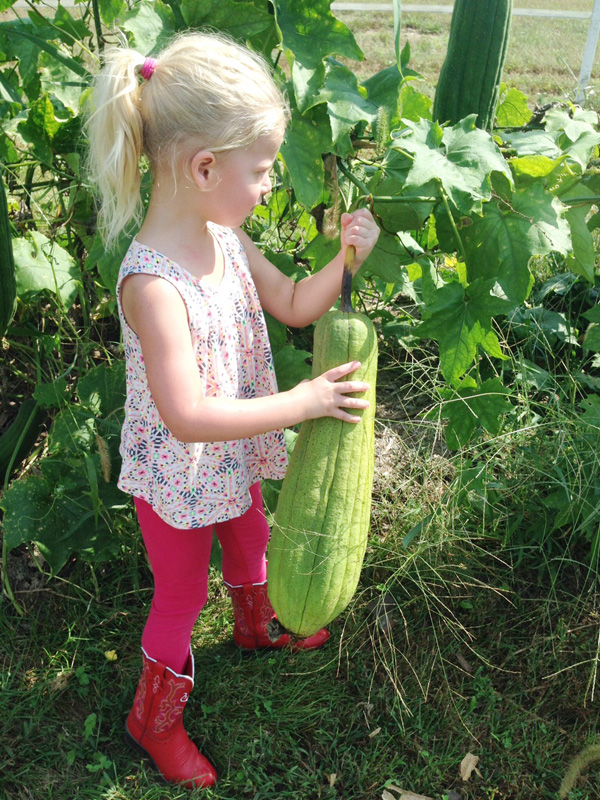 Luffa growing