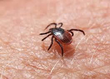 tick