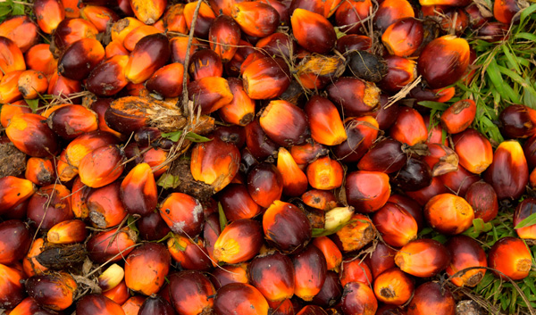 Palm Kernel Oil Cold Pressed – Soapeauty