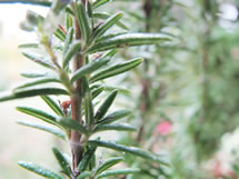 rosemary close-up photo